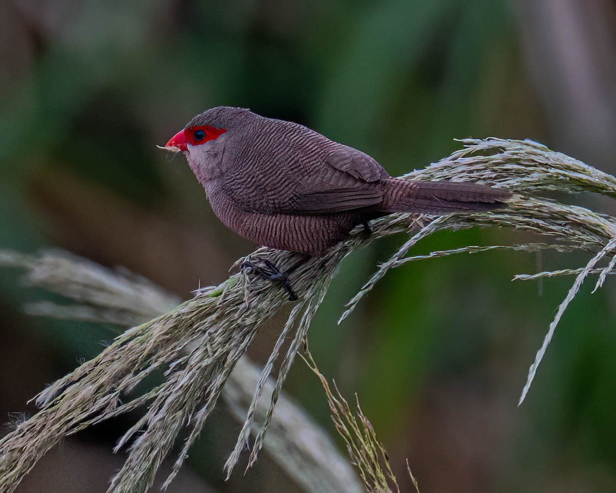 Astrild ondulé - ML644363368