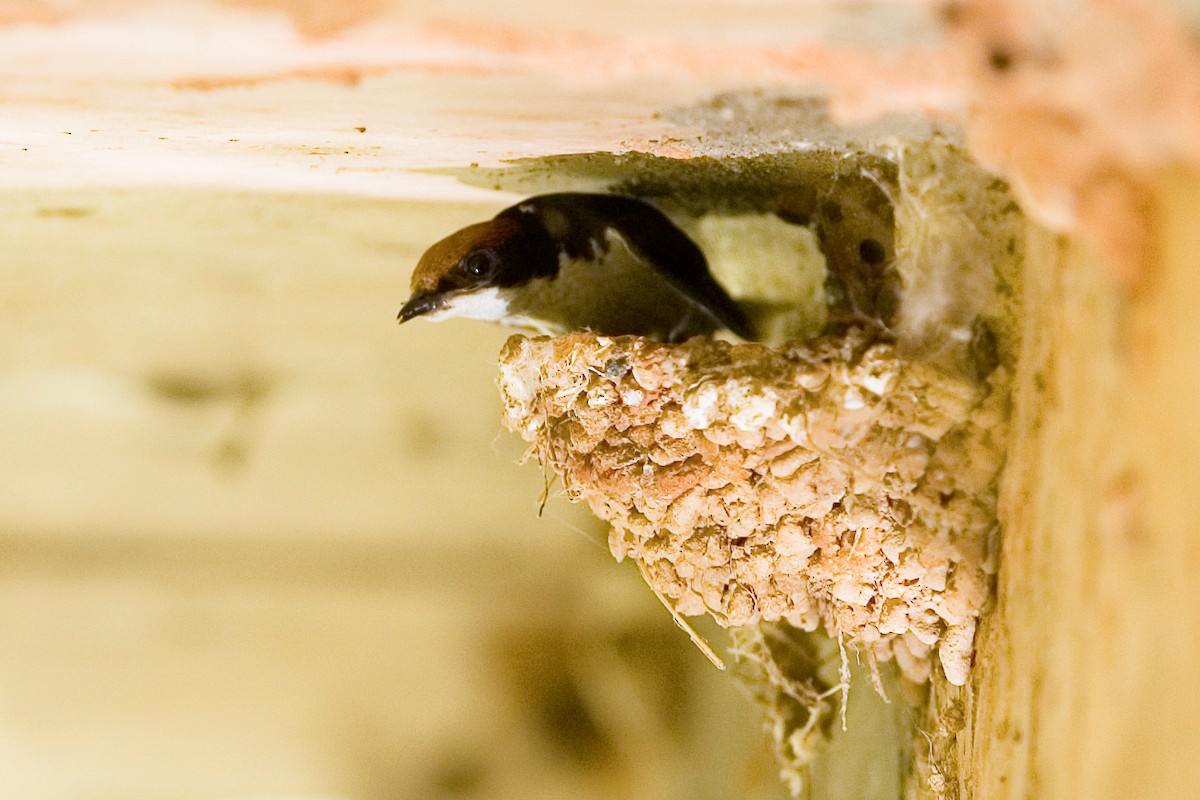 Hirondelle à longs brins - ML644363370