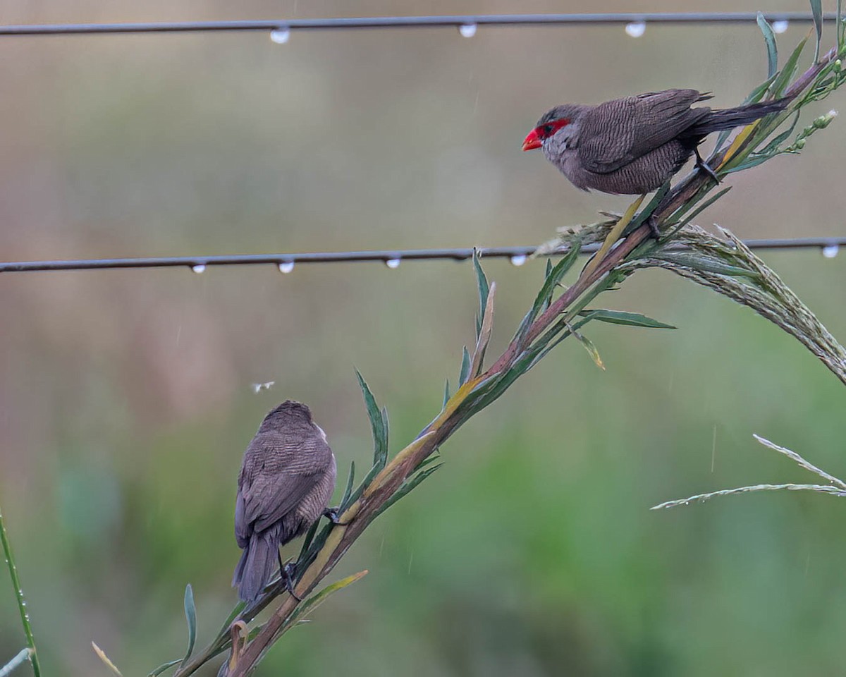 Astrild ondulé - ML644363372