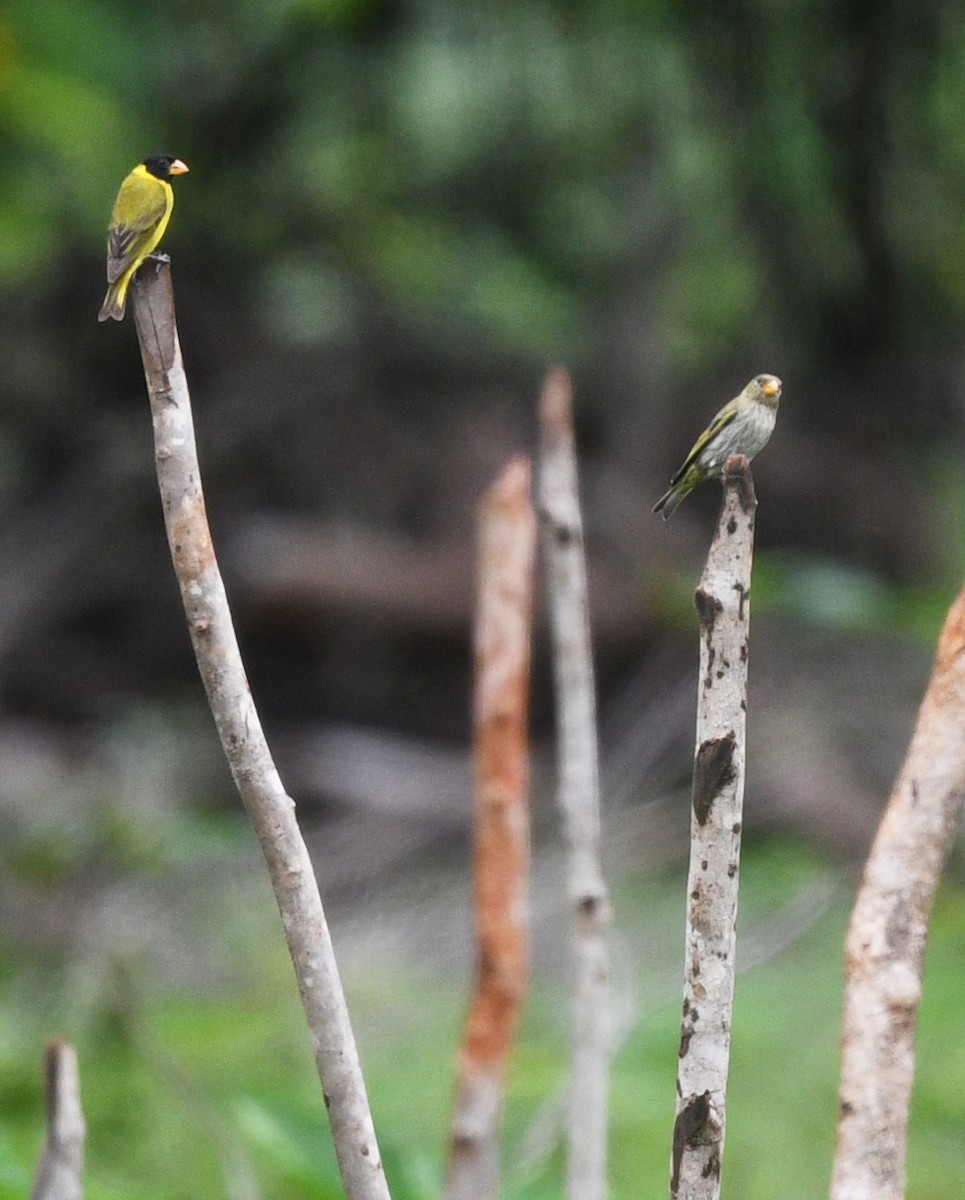 Tarin des Antilles - ML644363373