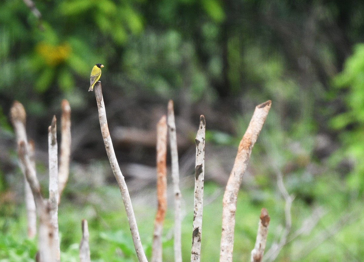 Tarin des Antilles - ML644363374