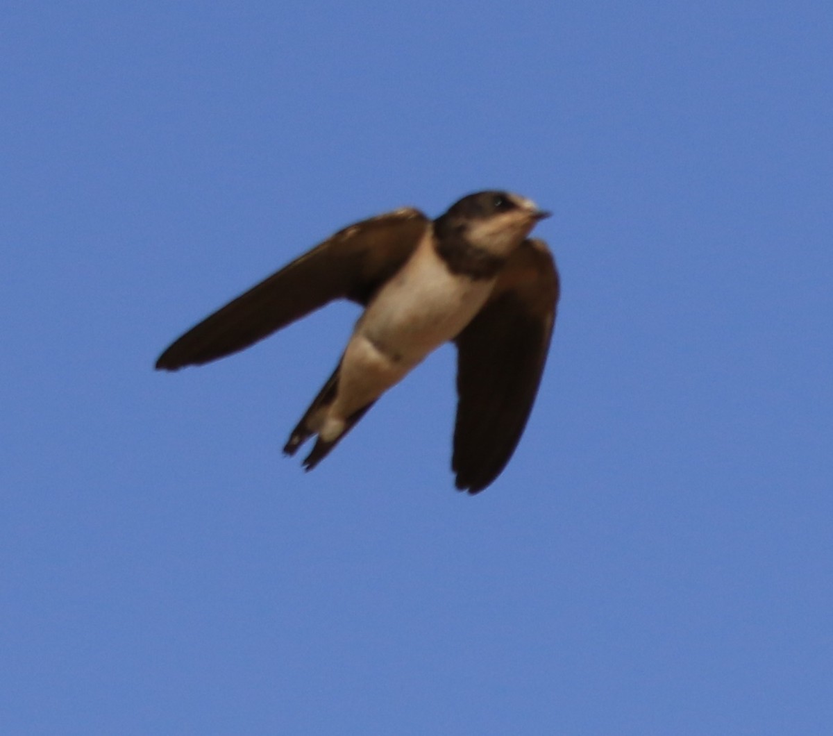 Hirondelle rustique - ML644363375