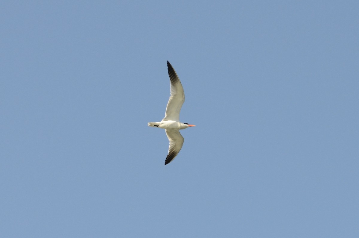 Sterne caspienne - ML644363376