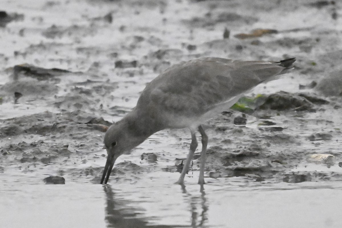 Chevalier semipalmé - ML644363377