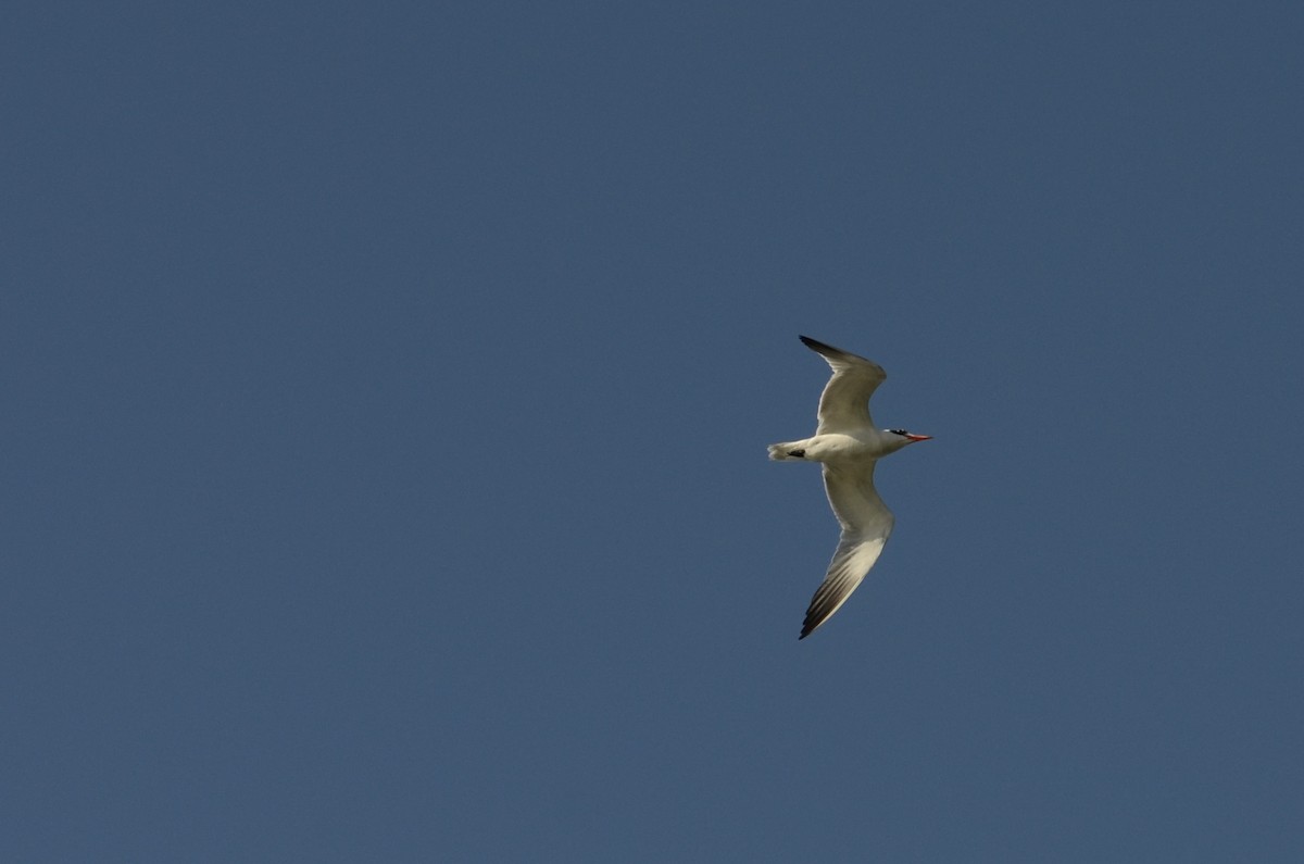 Sterne caspienne - ML644363379