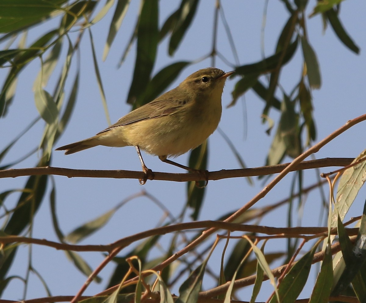 Pouillot fitis - ML644363381