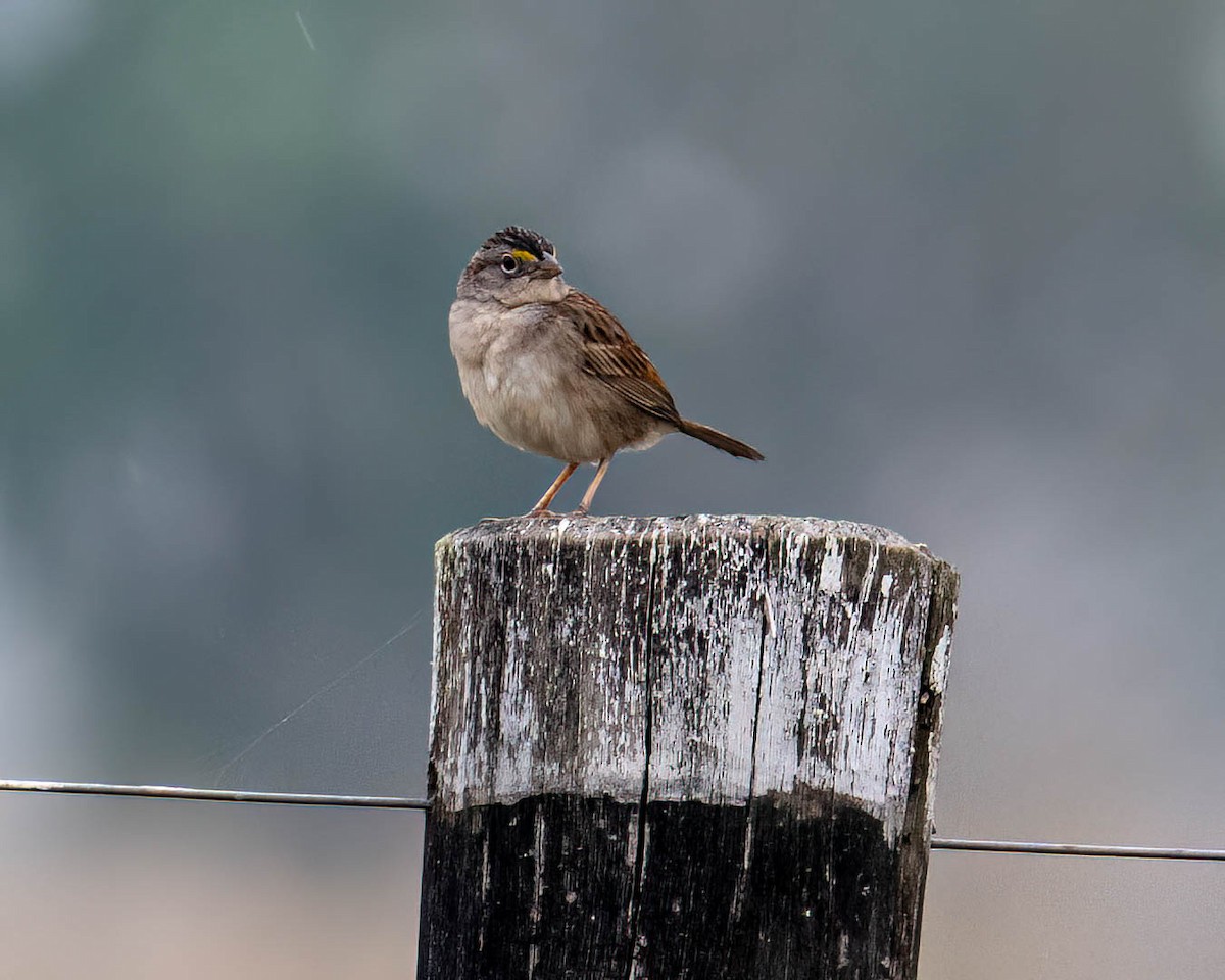 Bruant des savanes - ML644363382