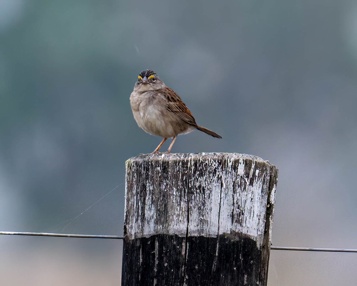 Bruant des savanes - ML644363383