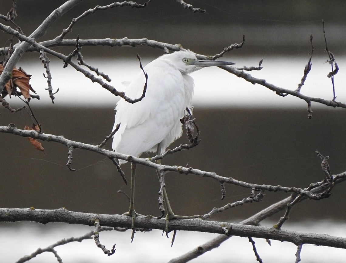 Aigrette bleue - ML644363384