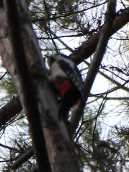 Pic épeiche - ML644363385