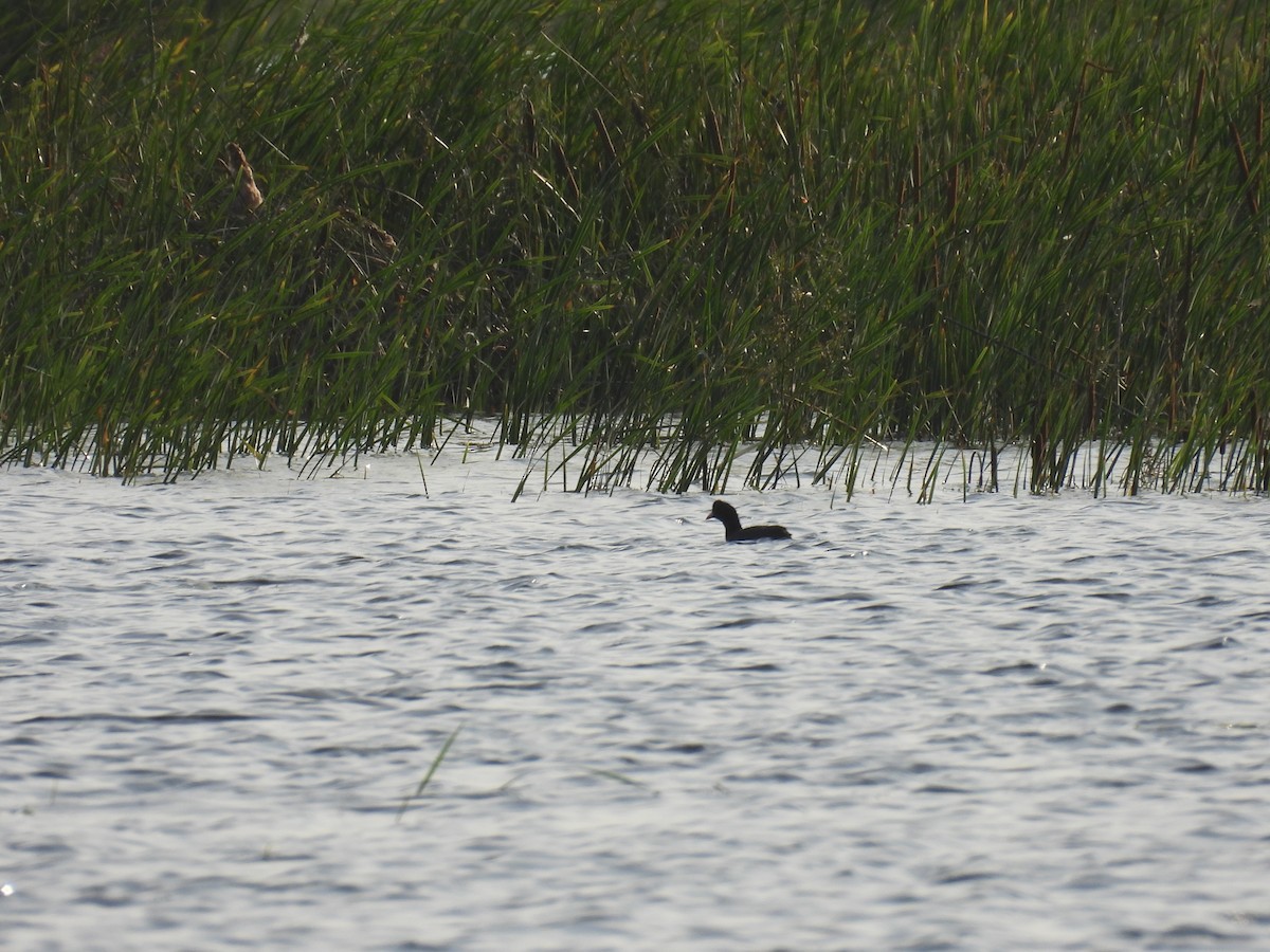 Foulque macroule - ML644363386