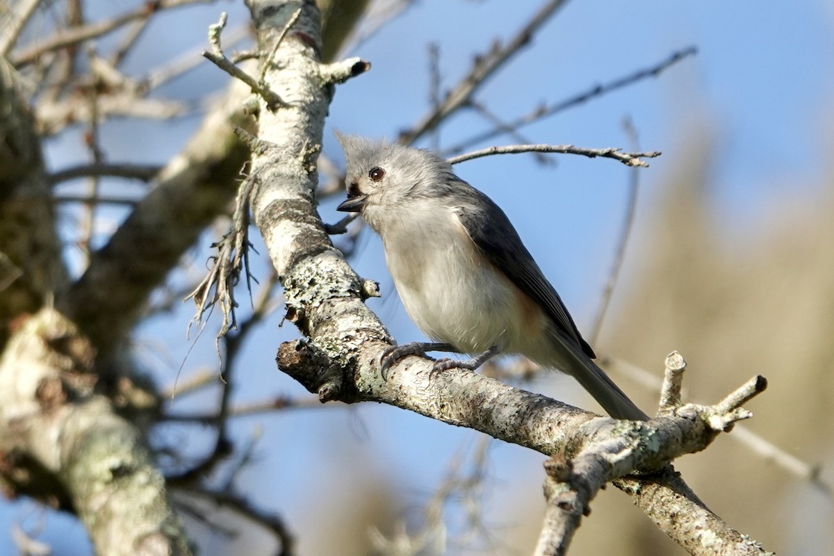 Mésange bicolore - ML644363387