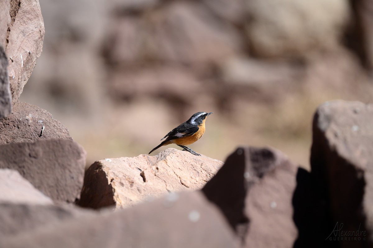 Rougequeue de Moussier - ML644363390