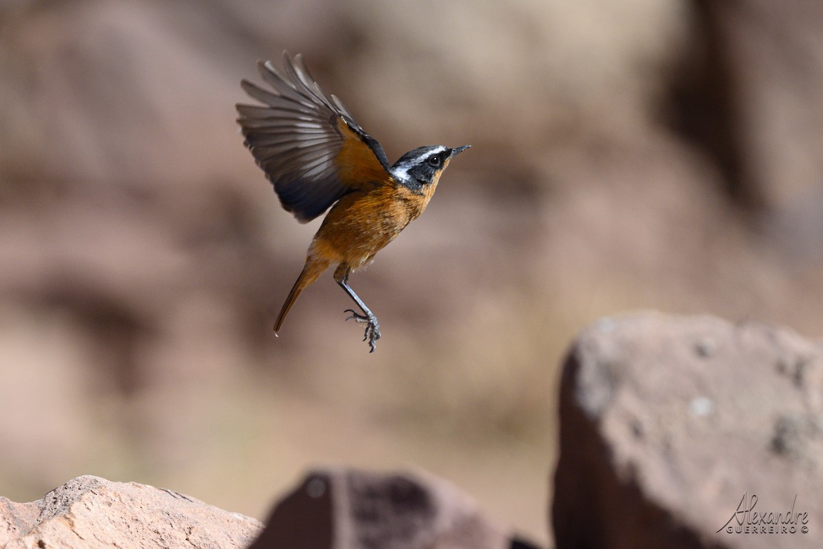 Rougequeue de Moussier - ML644363391