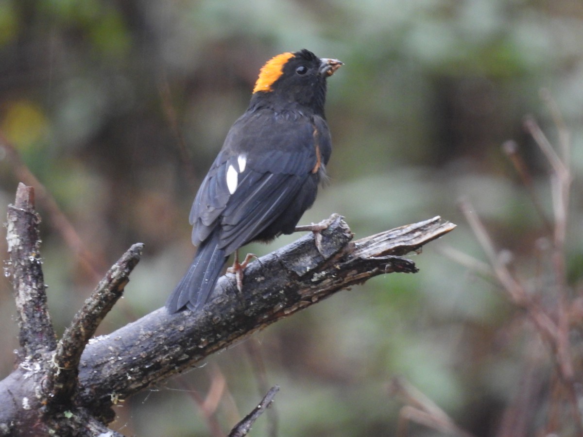 ズアカクロマシコ - ML644363393