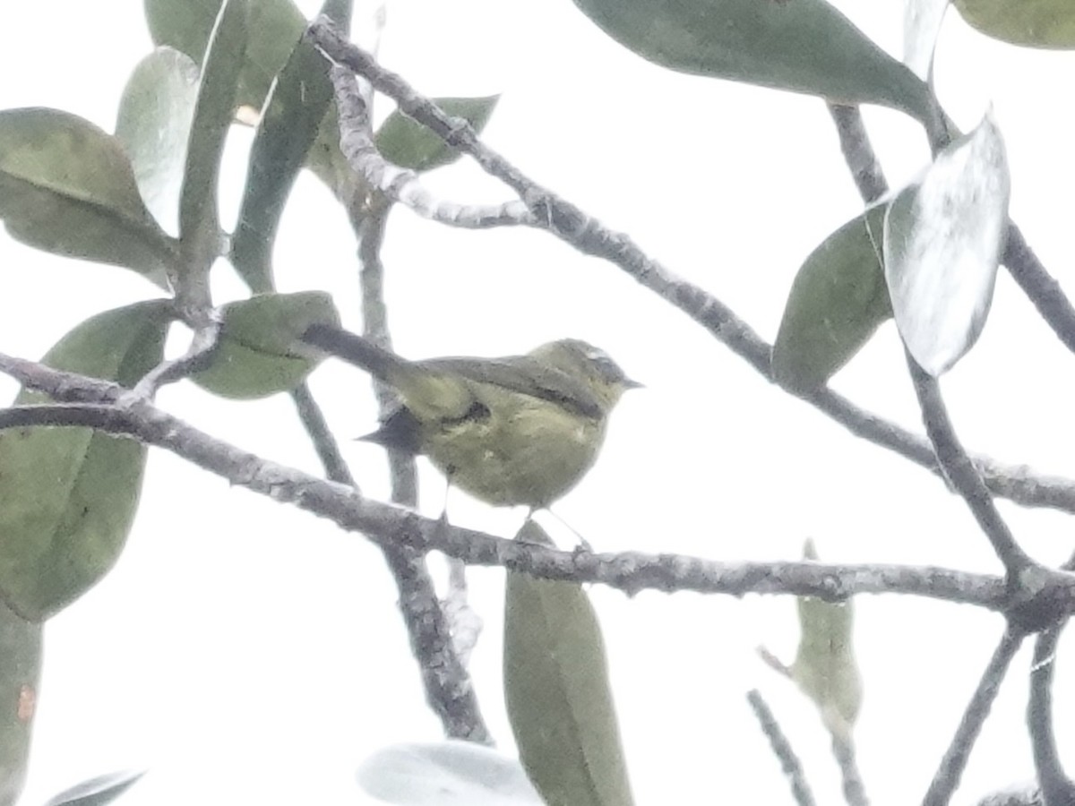 Paruline des yungas - ML644363394