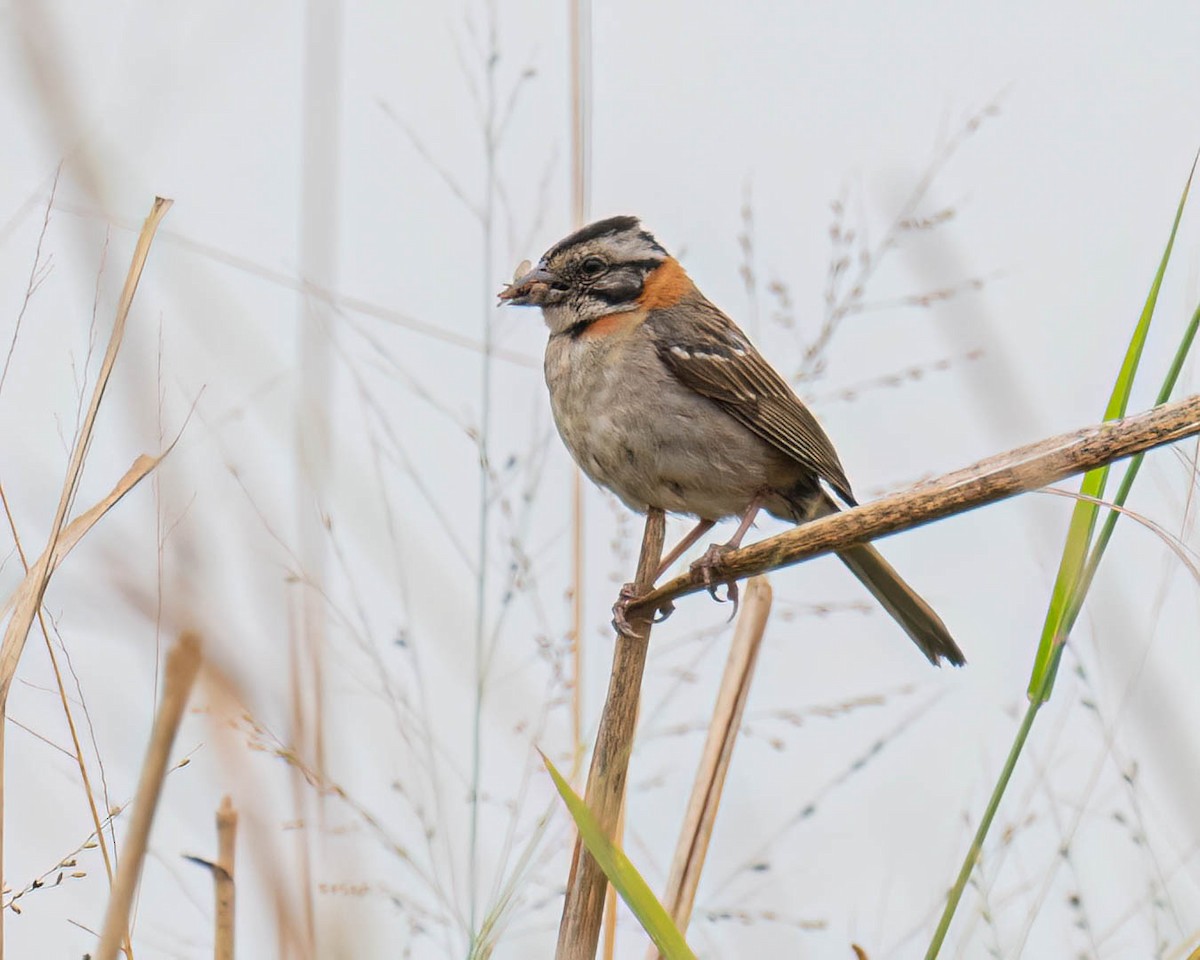 Bruant chingolo - ML644363396