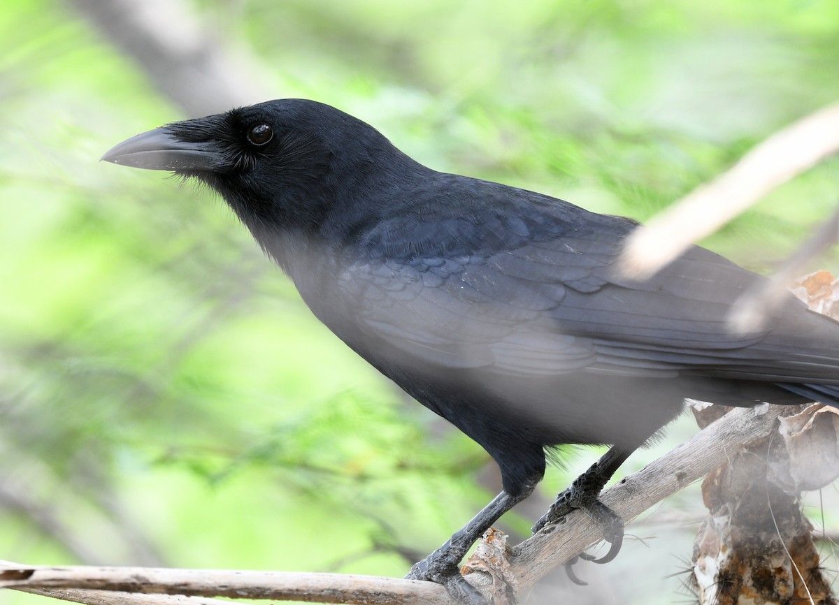 palmekråke - ML644363398