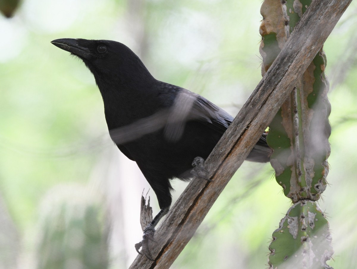 Corneille palmiste - ML644363399