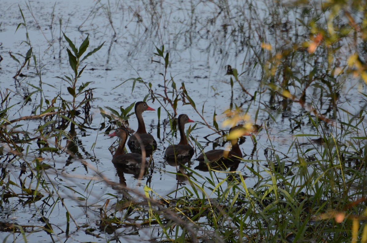 Zuhaitz-ahate mokogorria - ML644363404