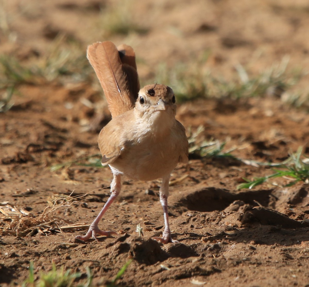 Rufous-tailed Scrub-Robin - ML644363410
