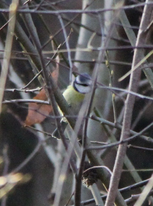 Eurasian Blue Tit - ML644363411