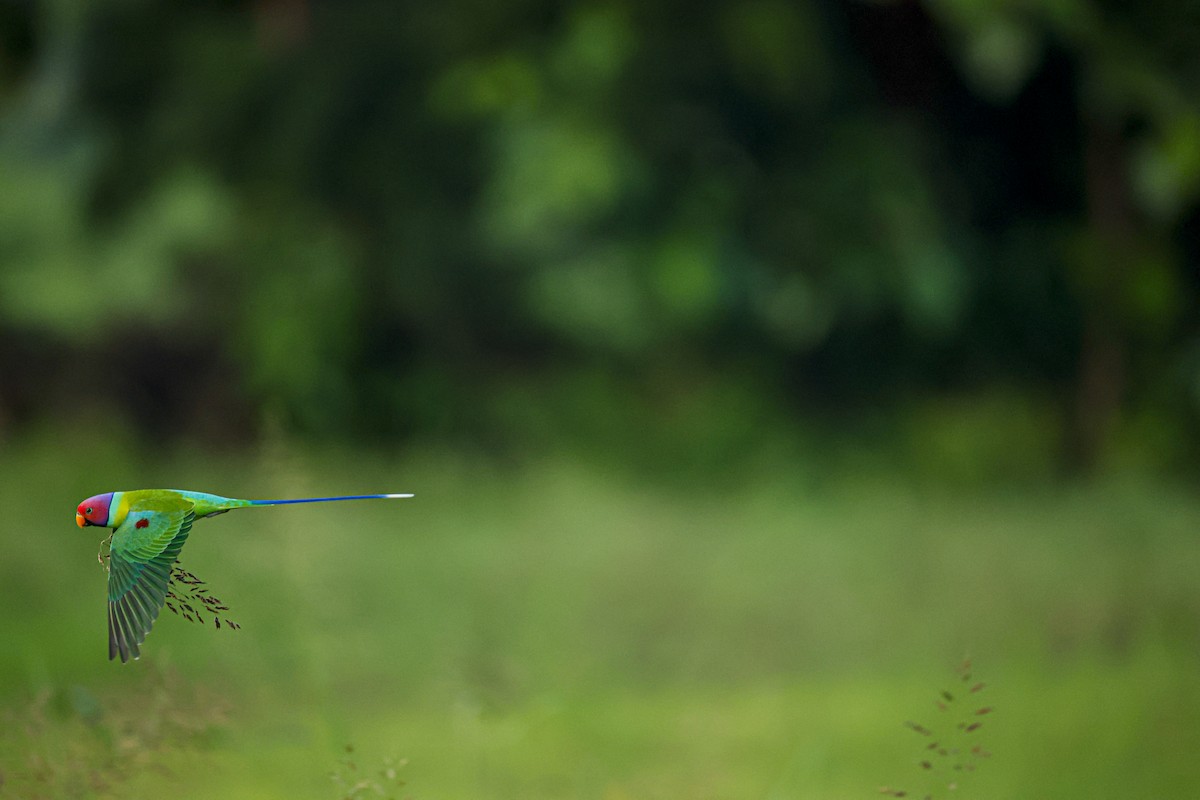 コセイインコ - ML644363453