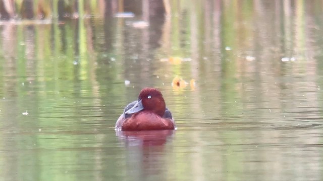 Ferruginous Duck - ML644363456