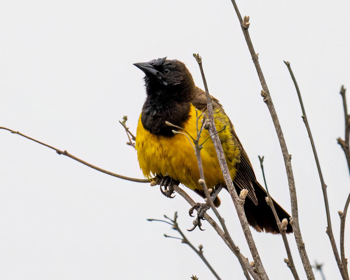 Yellow-rumped Marshbird - ML644363460