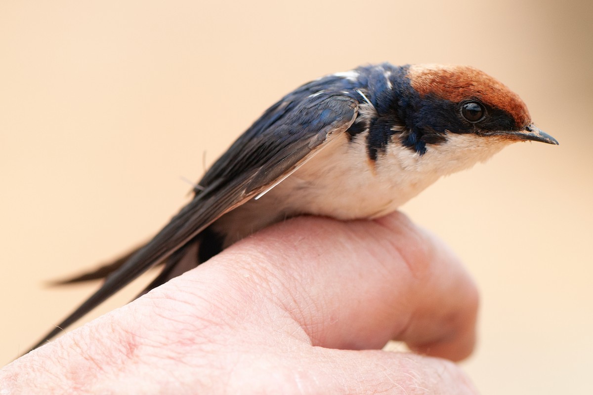 Wire-tailed Swallow - ML644363461