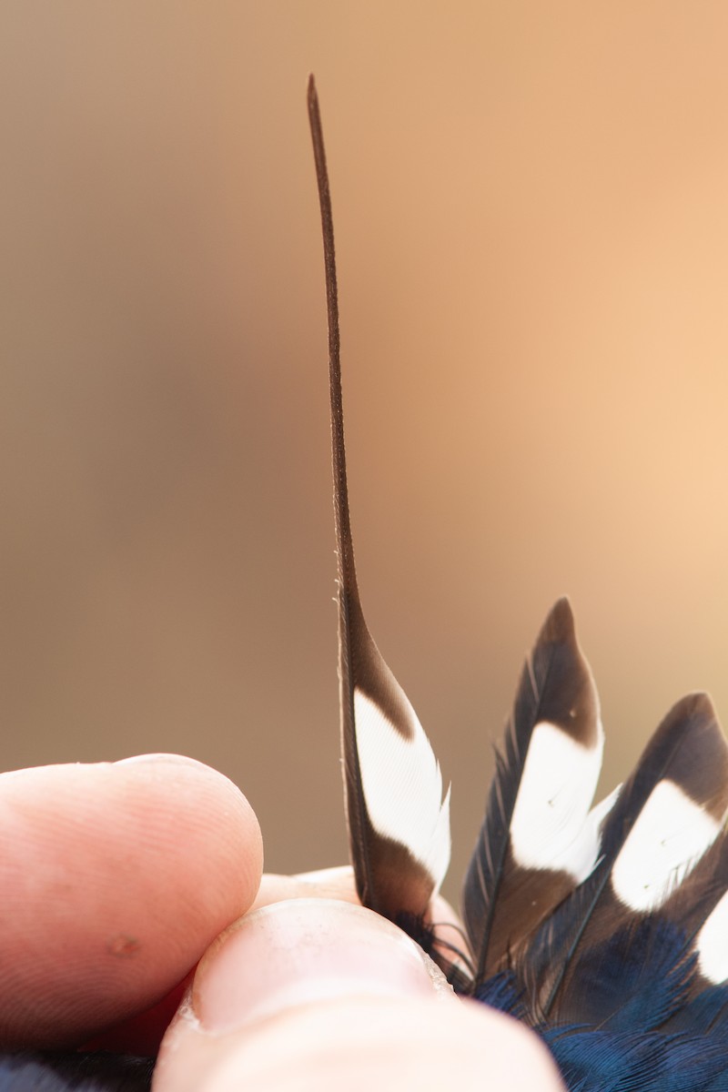 Wire-tailed Swallow - ML644363462