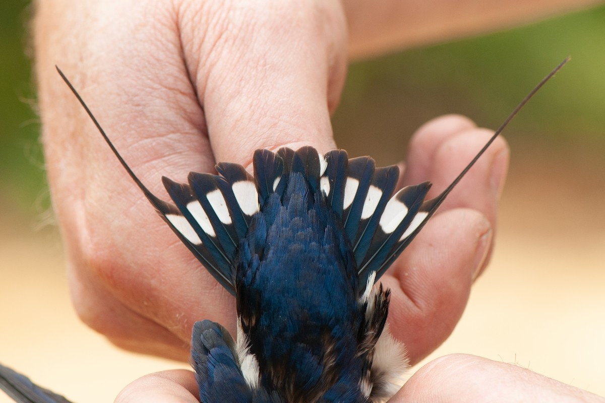 Wire-tailed Swallow - ML644363463