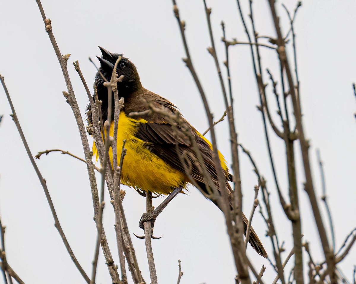 Yellow-rumped Marshbird - ML644363464