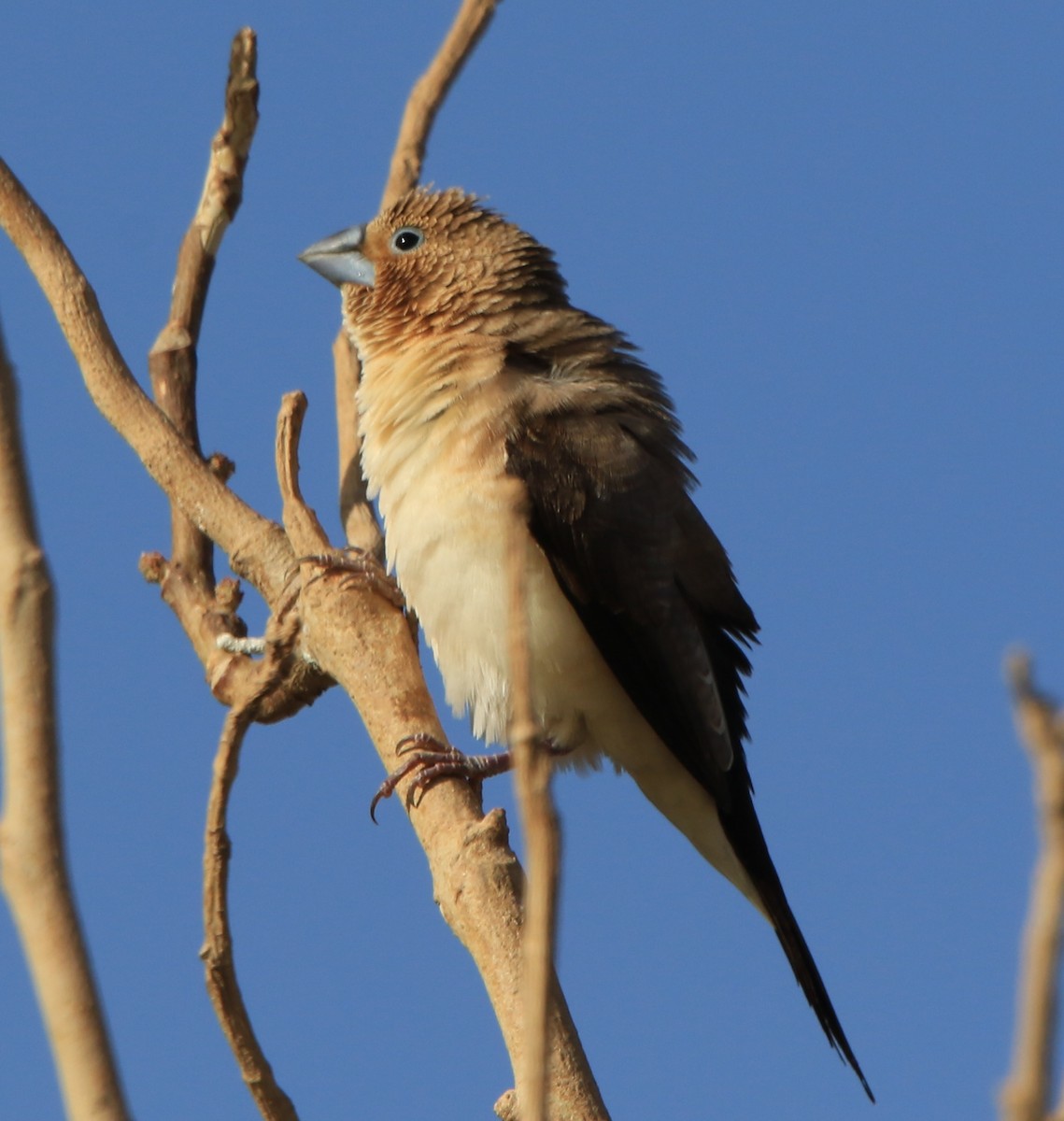African Silverbill - ML644363468