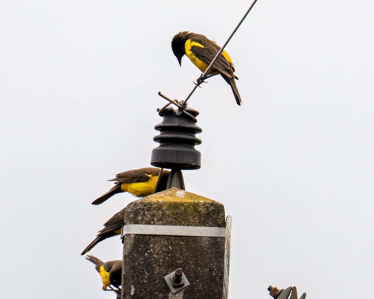 Yellow-rumped Marshbird - ML644363470