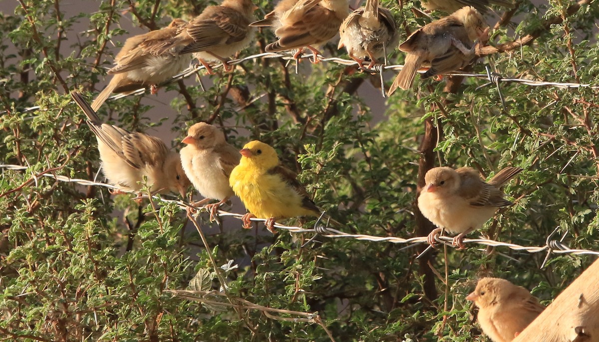 Sudan Golden Sparrow - ML644363472