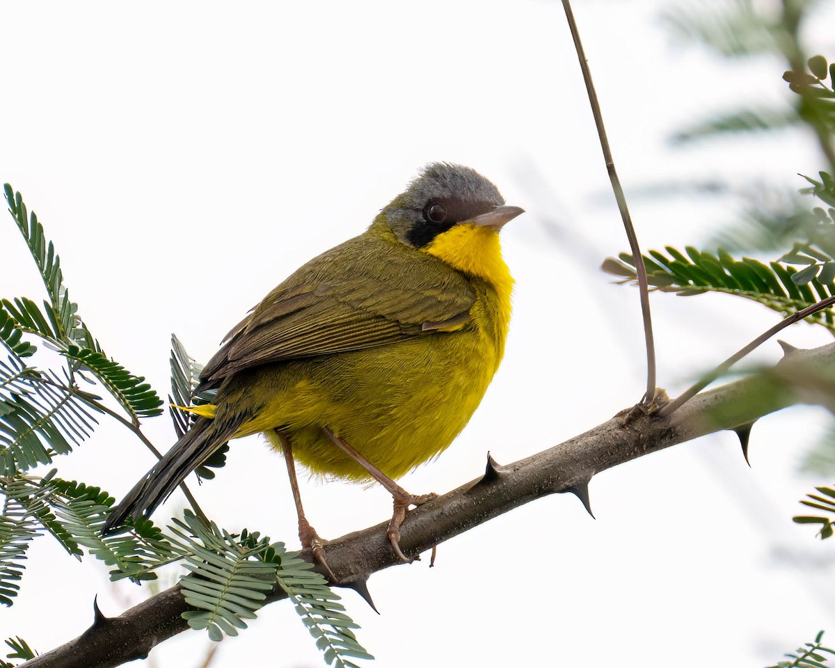 Southern Yellowthroat - ML644363473