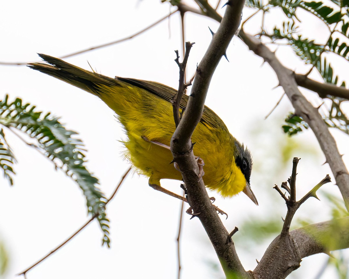 Southern Yellowthroat - ML644363475