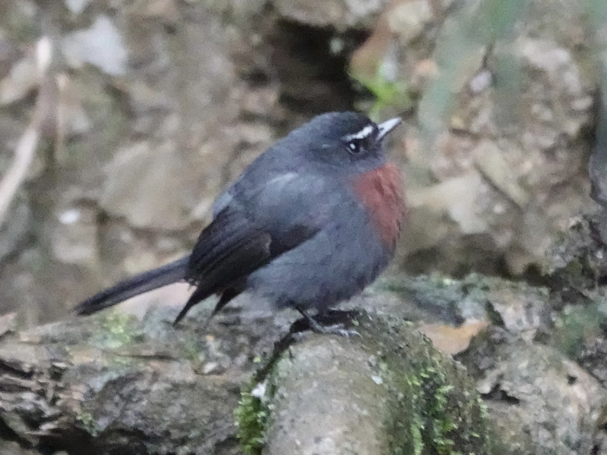 Maroon-belted Chat-Tyrant - ML644363481