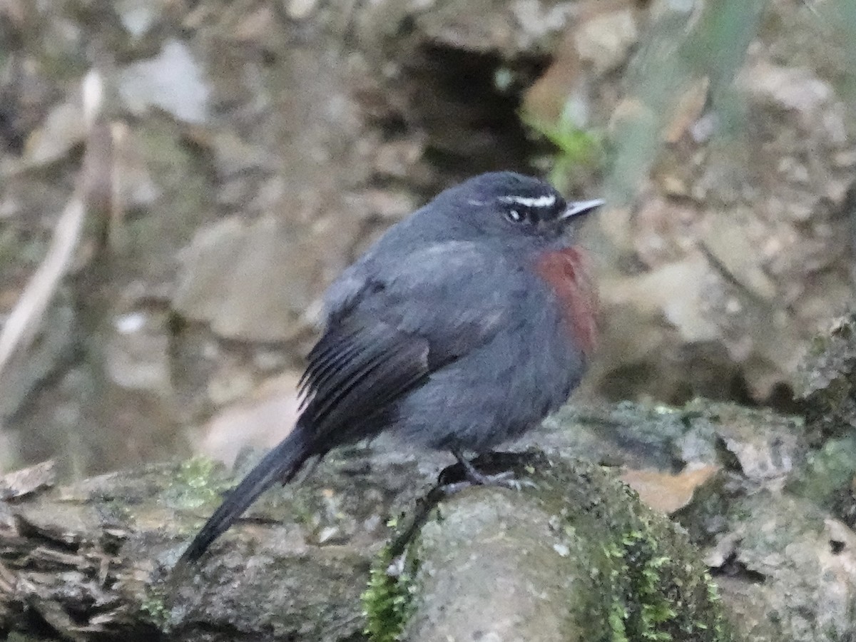 Maroon-belted Chat-Tyrant - ML644363482