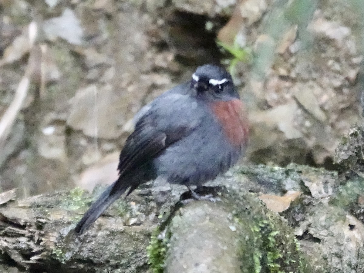 Maroon-belted Chat-Tyrant - ML644363483
