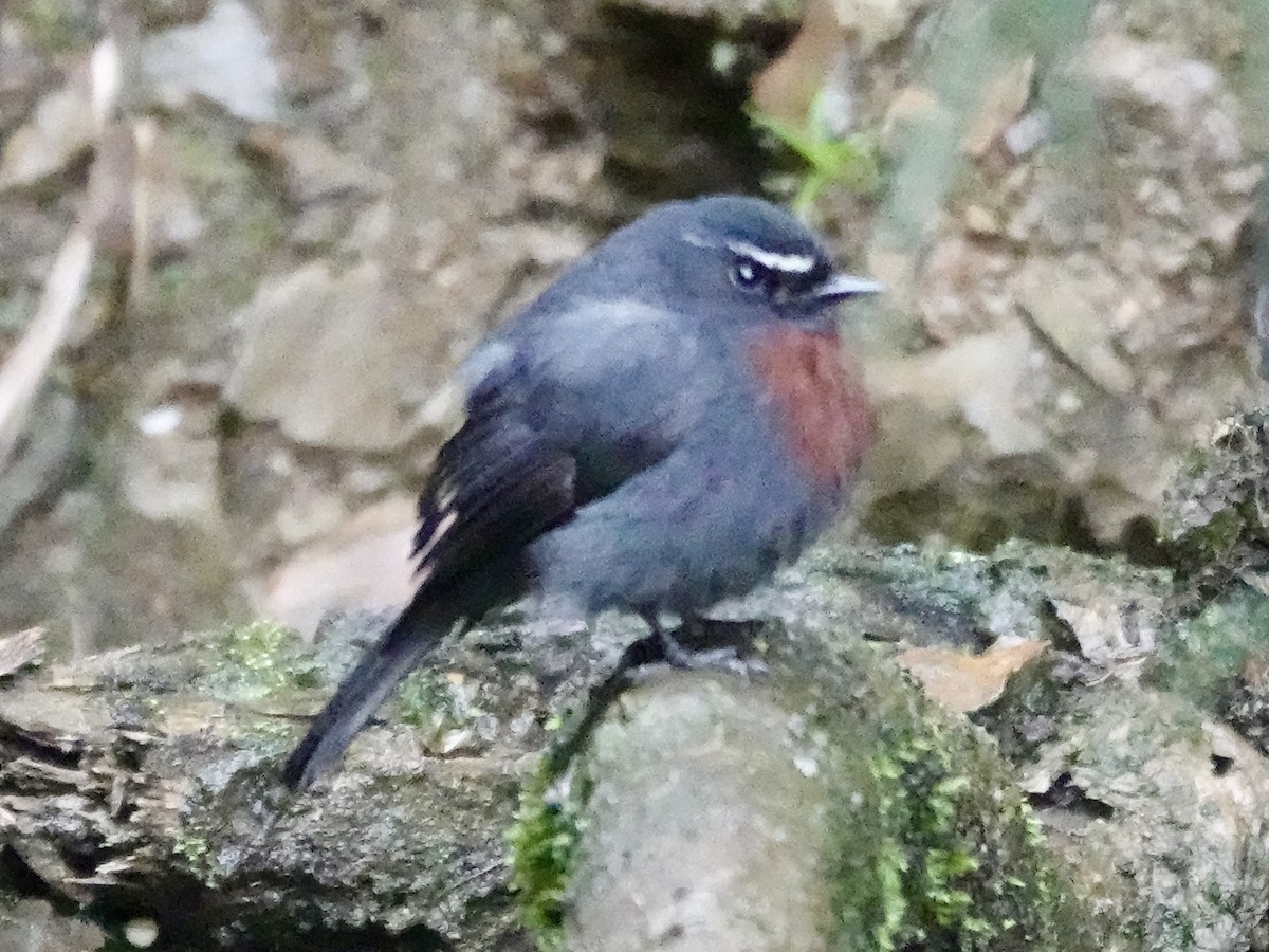 Maroon-belted Chat-Tyrant - ML644363485