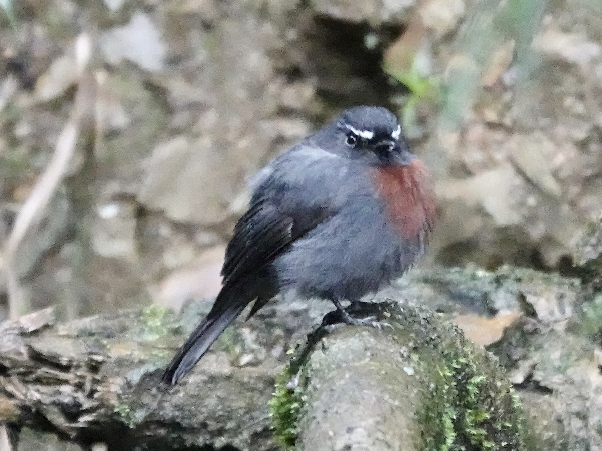 Maroon-belted Chat-Tyrant - ML644363486