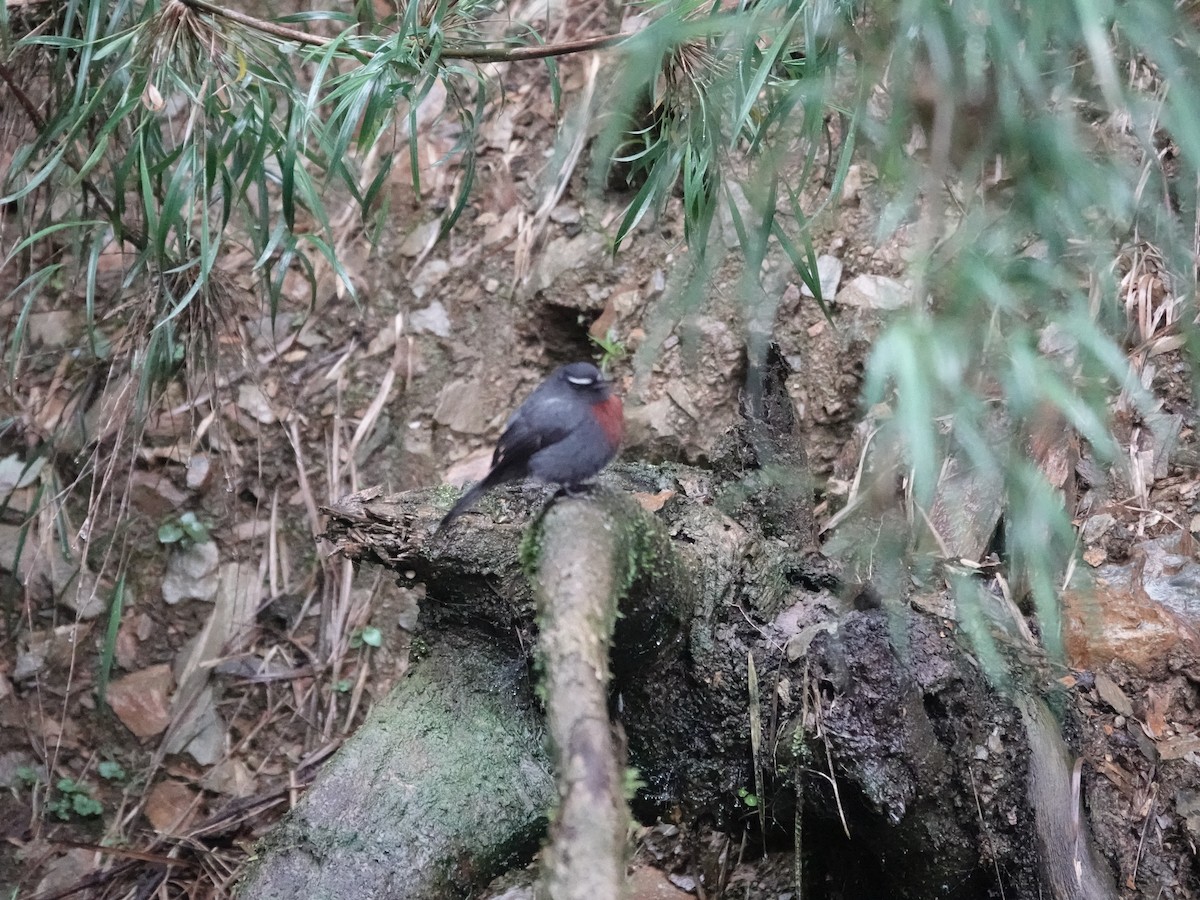 Maroon-belted Chat-Tyrant - ML644363487