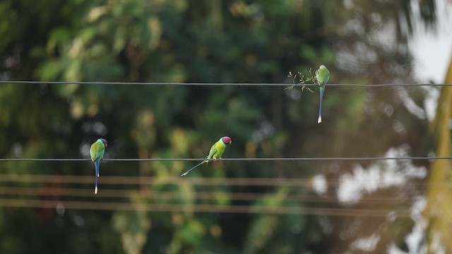 Plum-headed Parakeet - ML644363548