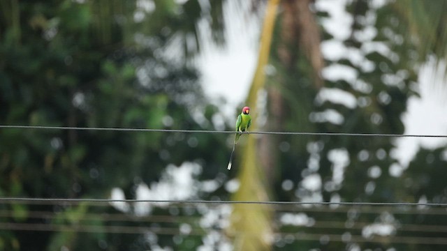 Plum-headed Parakeet - ML644363552