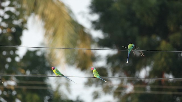 Plum-headed Parakeet - ML644363553