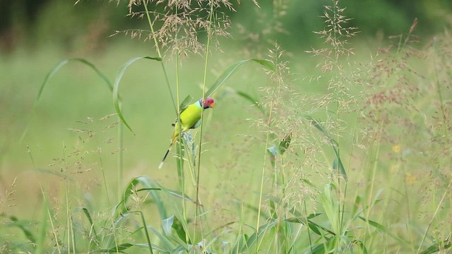 Plum-headed Parakeet - ML644363554