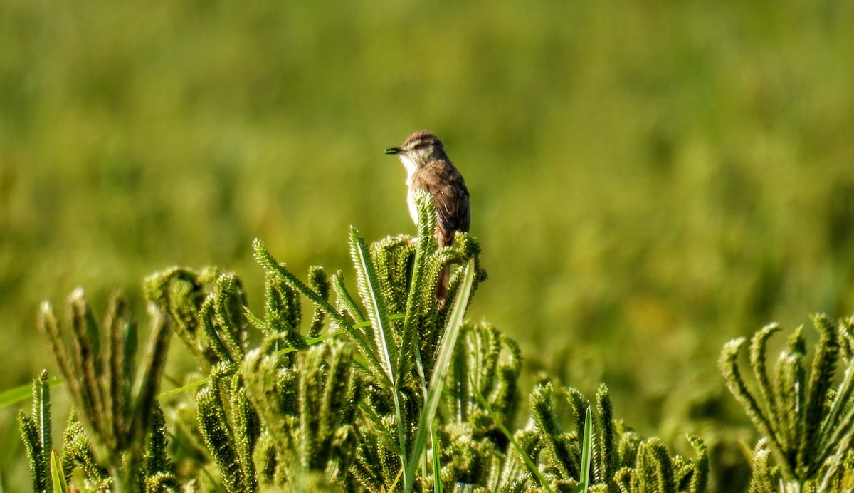 Prinia Sencilla - ML644363570