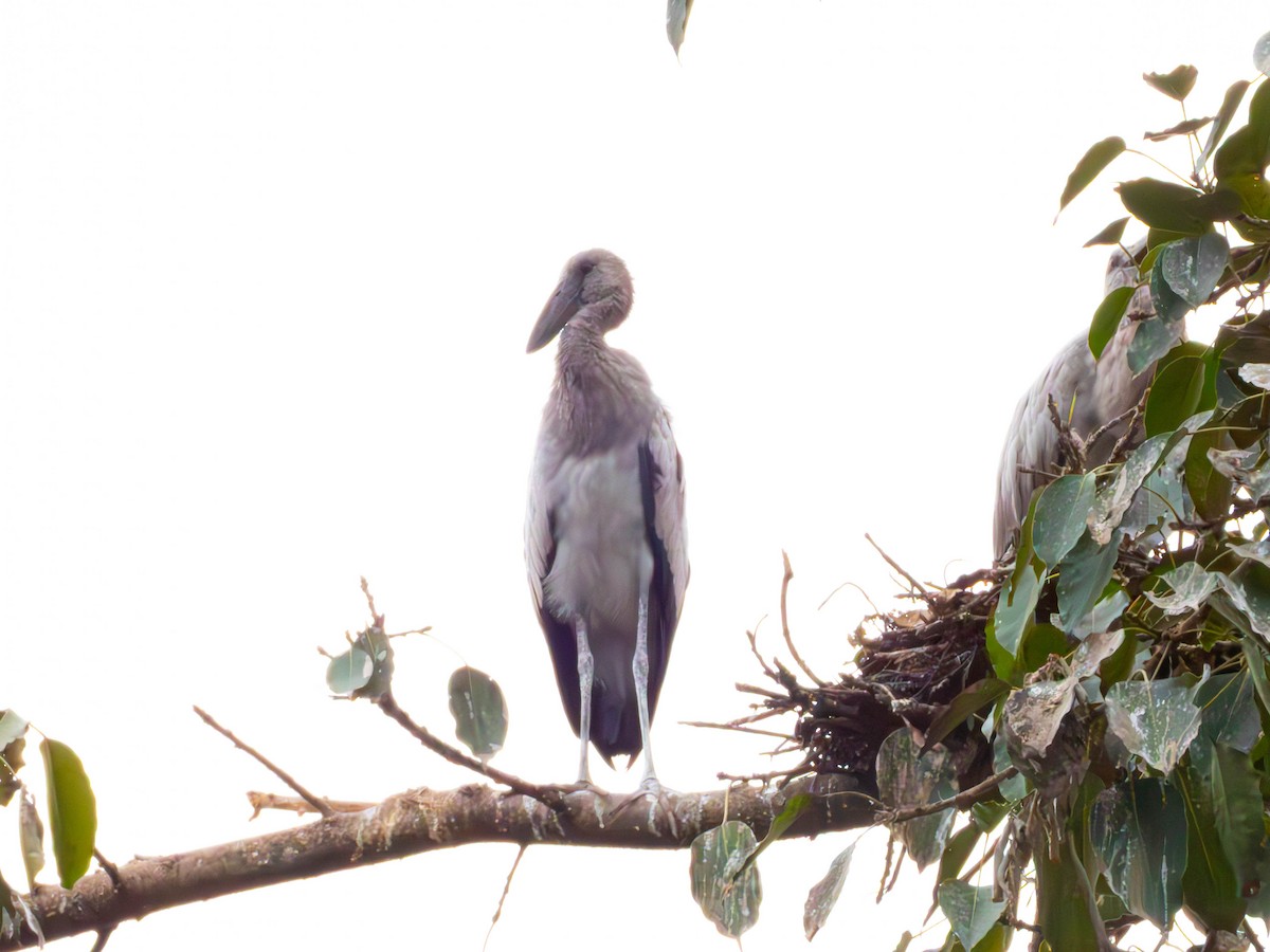 Bec-ouvert indien - ML644363571